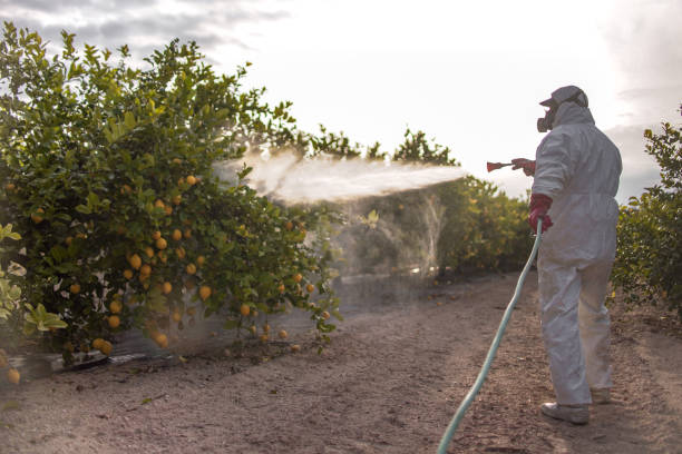 Best Wasp Removal Services  in Phillips, WI