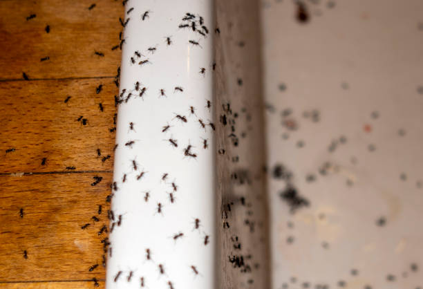 Best Commercial Pest Control Services  in Phillips, WI